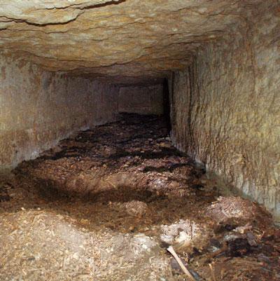 Mummified dogs from ancient Egyptian dog cemeteries dedicated to Anubis