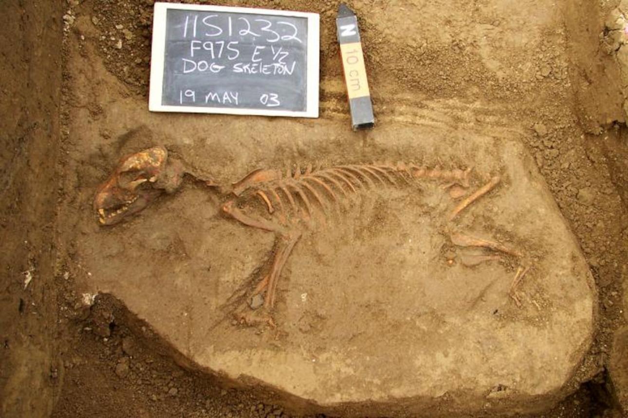Archaeological dig showing the bones of the Bonn-Oberkassel dog burial
