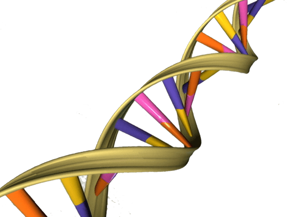 Illustration of a DNA double helix structure, the biological blueprint shared by all known life