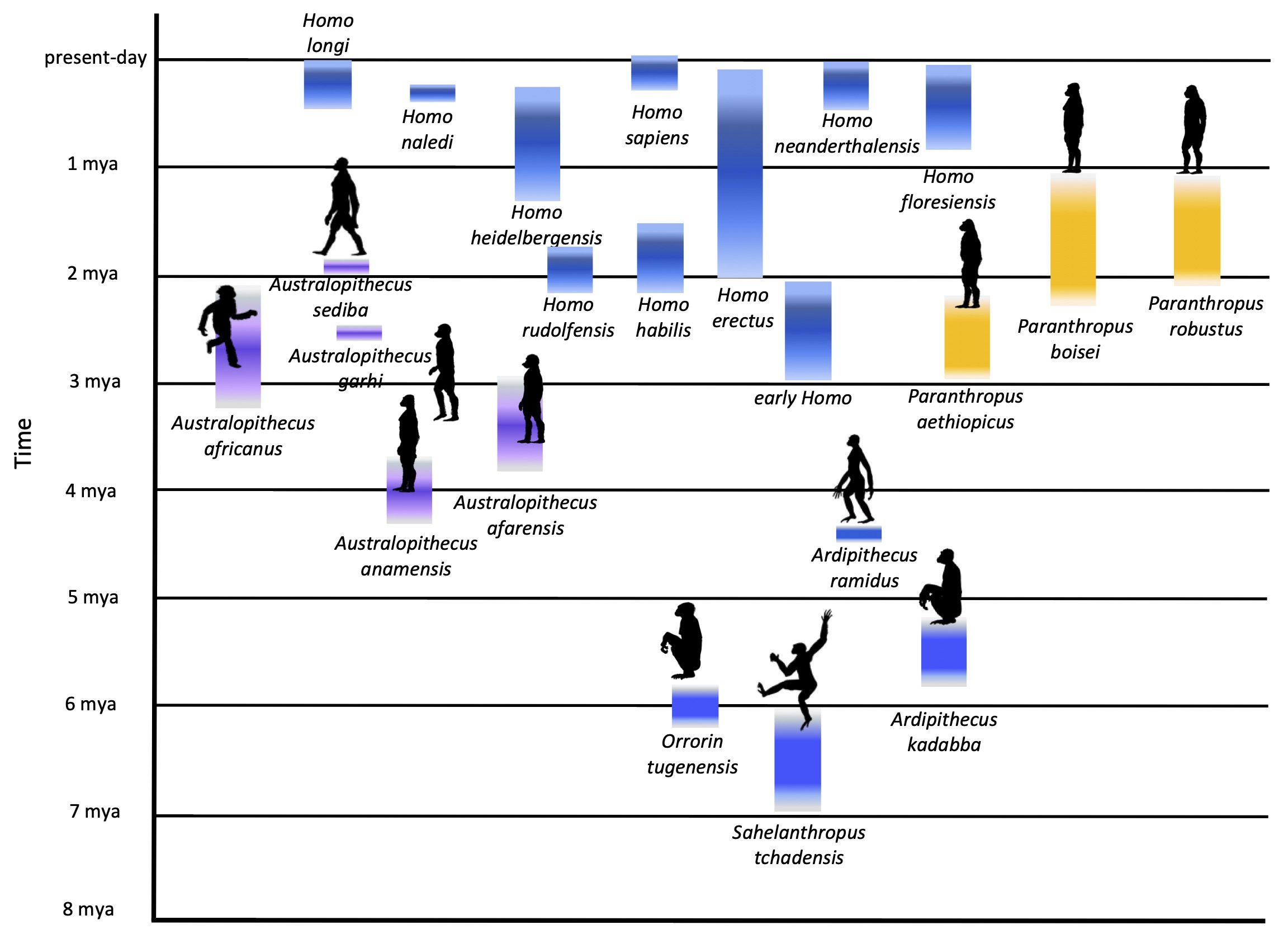 Illustration of the hominin evolutionary branching tree, showing multiple related species diverging over millions of years rather than a single linear progression