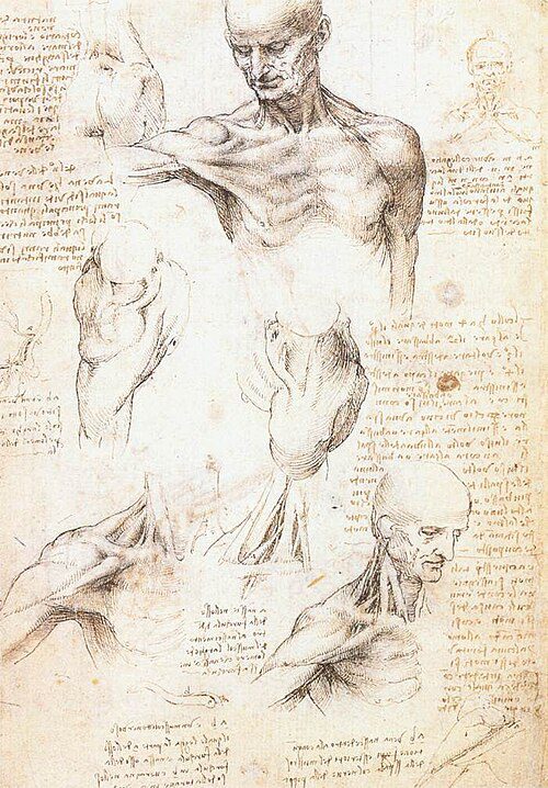 Leonardo da Vinci's anatomical drawing showing detailed studies of human musculature and skeletal structure