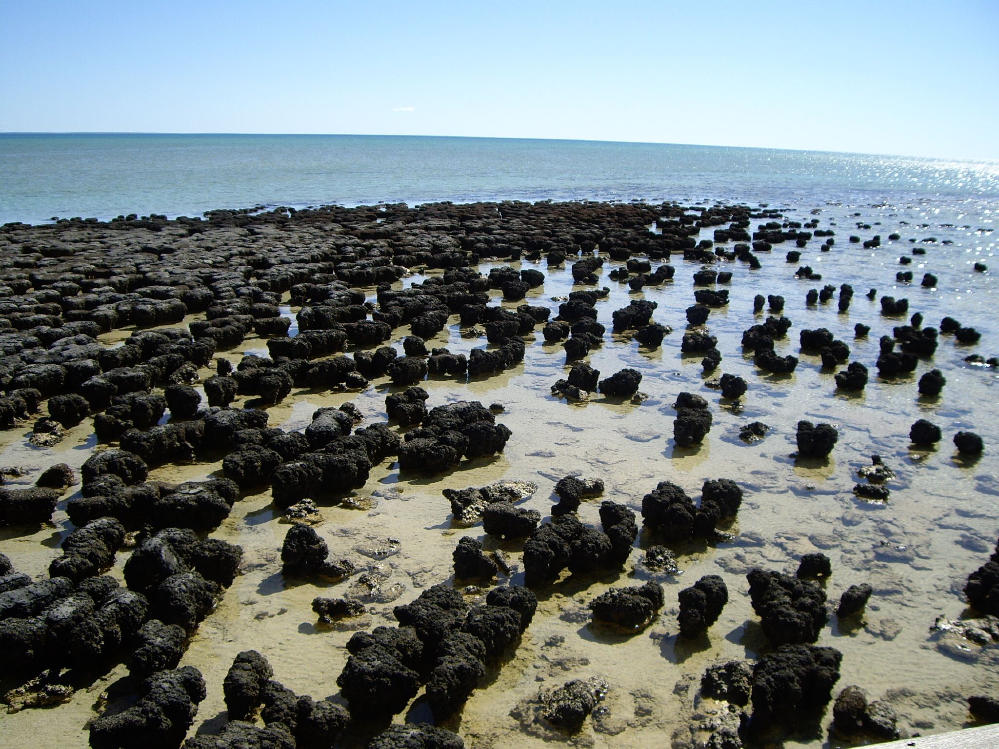 Living stromatolites in Shark Bay, Western Australia, layered rock-like structures built by ancient microbial mats