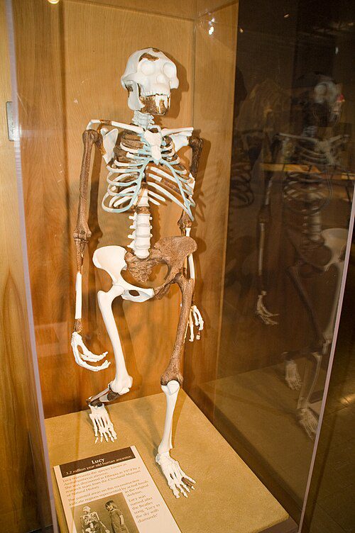 Lucy Fossil Skeleton - Australopithecus afarensis Australopithecus afarensis Lucy fossil skeleton cast displayed in museum exhibit, showcasing bipedal pelvic and limb structure