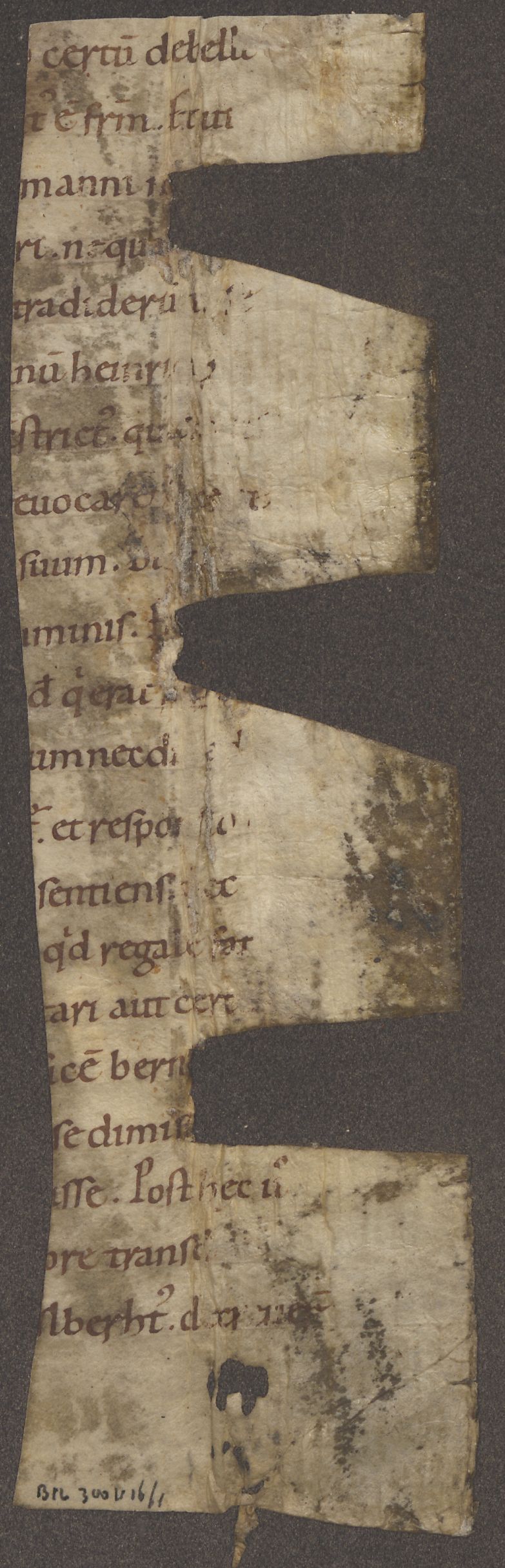 A torn folio of Carolingian minuscule script