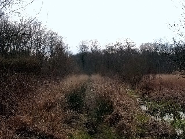 Reconstructed section of the Neolithic Sweet Track, a raised timber walkway crossing wetland reeds