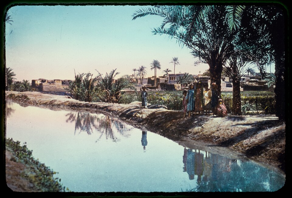 Late nineteenth century albumen photograph of a mud canal flowing through palm groves.